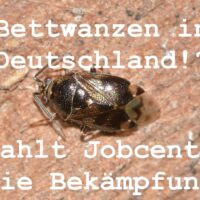 Bürgergeld: Bettwanzen bekämpfen - Kosten zahlt Jobcenter? 4 Bürgergeld: Bettwanzen bekämpfen kostet Geld – zahlt Jobcenter?