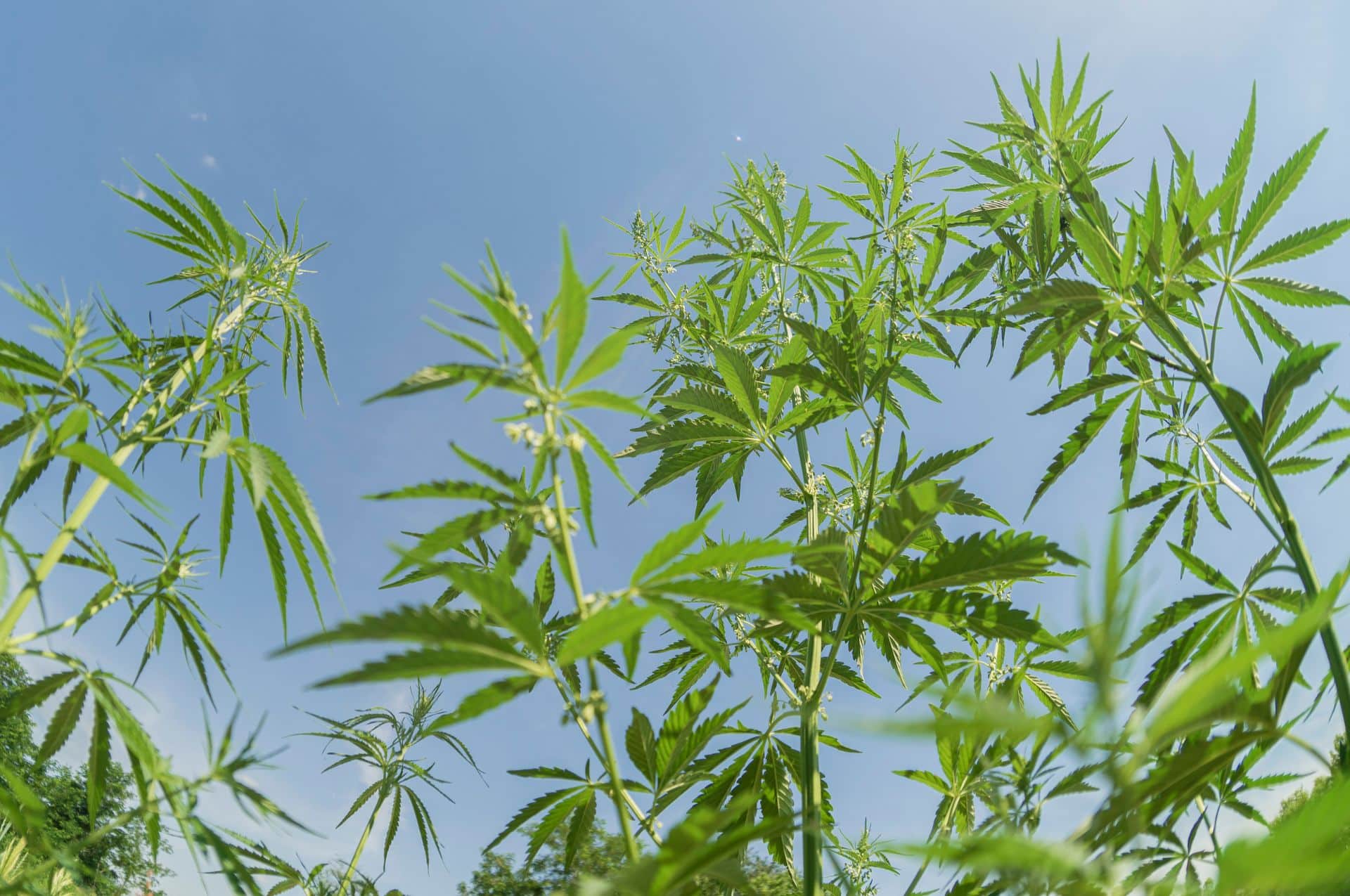 Deutsche fordern: Strengere Regeln beim Bürgergeld - Aber kein legales Cannabis! 2 Deutsche fordern: Strengere Regeln beim Bürgergeld - Aber kein legales Cannabis!