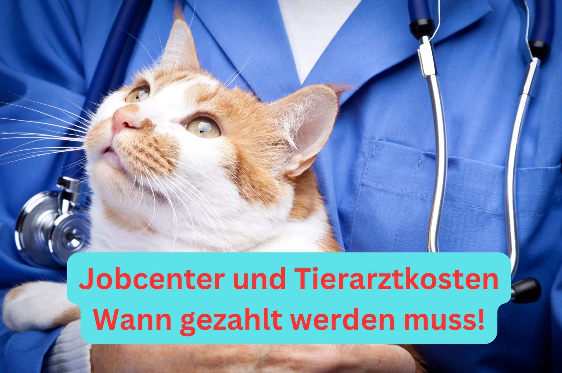 Haftung des Jobcenters für Tierarztkosten: Was Bürgergeld-Bezieher wissen müssen 2 wann jobcenter tierarztkosten zahlen muss