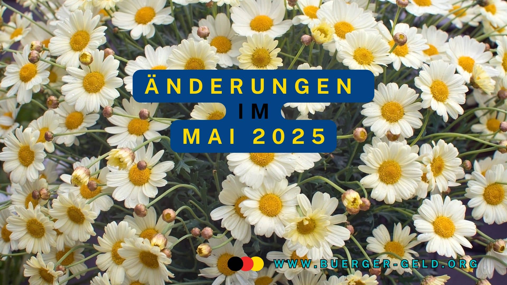 Gänseblümchen im Mai