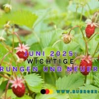 Änderungen im Juni 2025: Familien, Rentner, Bürger 4 Wilde Erdbeeren