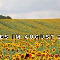 Änderungen ab August 2025: Wichtige neue Regelungen in Deutschland 5 Sonnenblumenfeld im August