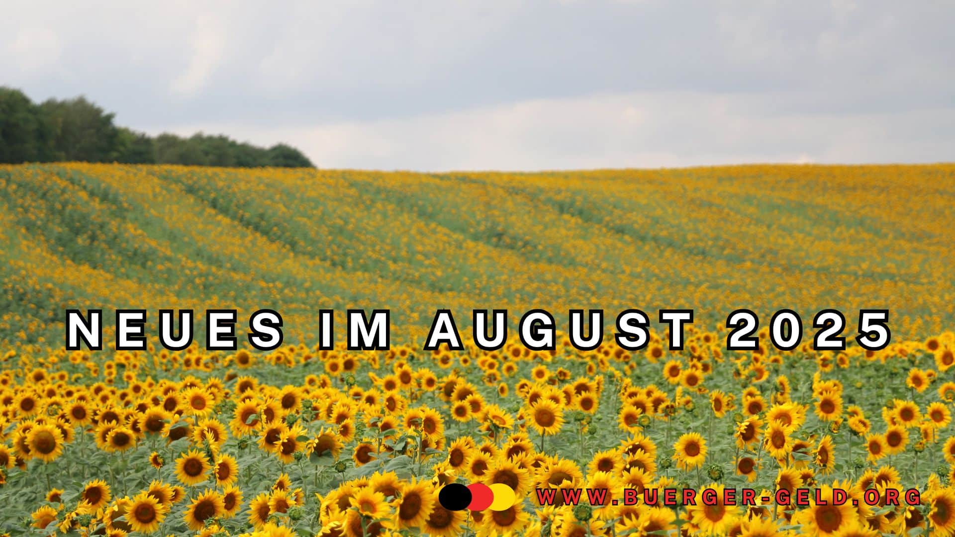 Sonnenblumenfeld im August