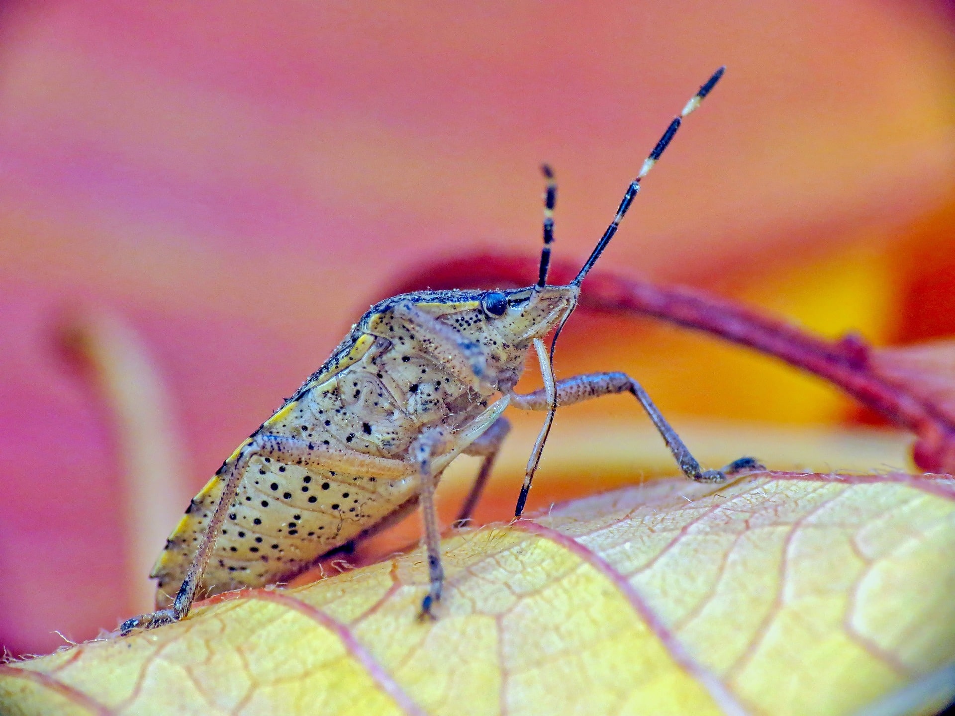 bettwanze schaedling insekten jobcenter