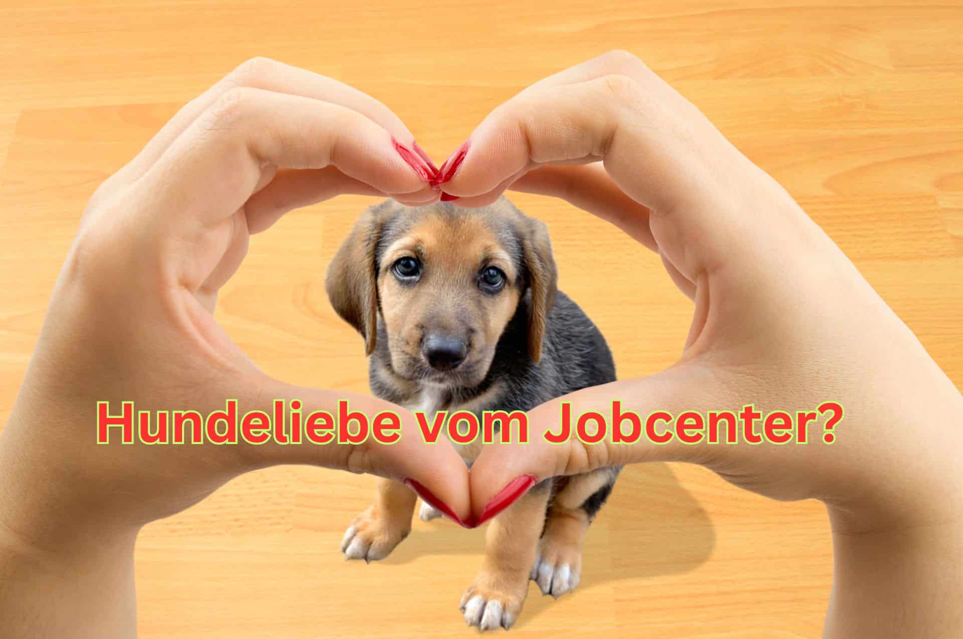 Muss das Jobcenter für den Hund zahlen? Anschaffung, Unterhalt, Hundesteuer?