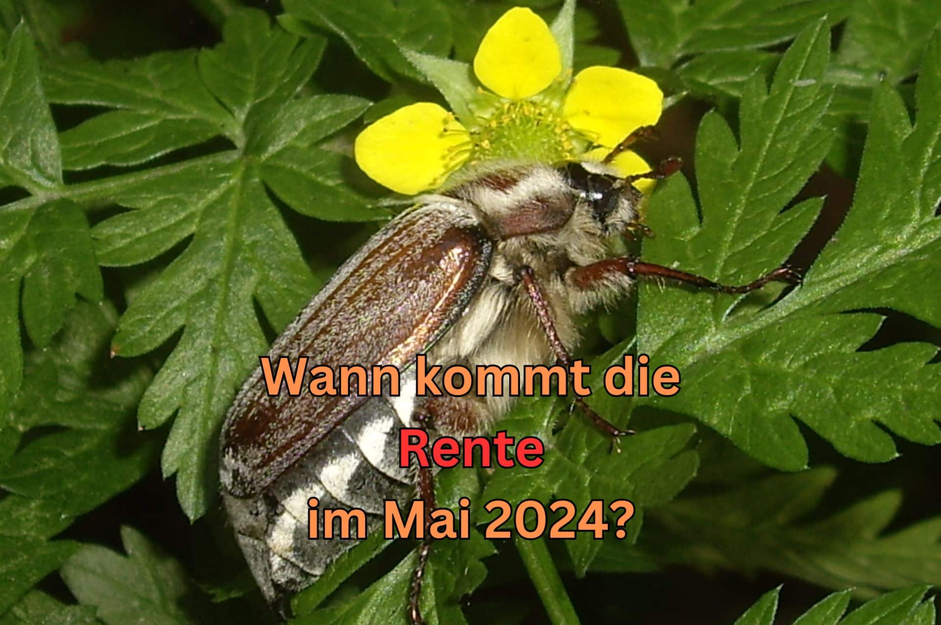 Wann ist der Rentenauszahlungstermin für Mai?