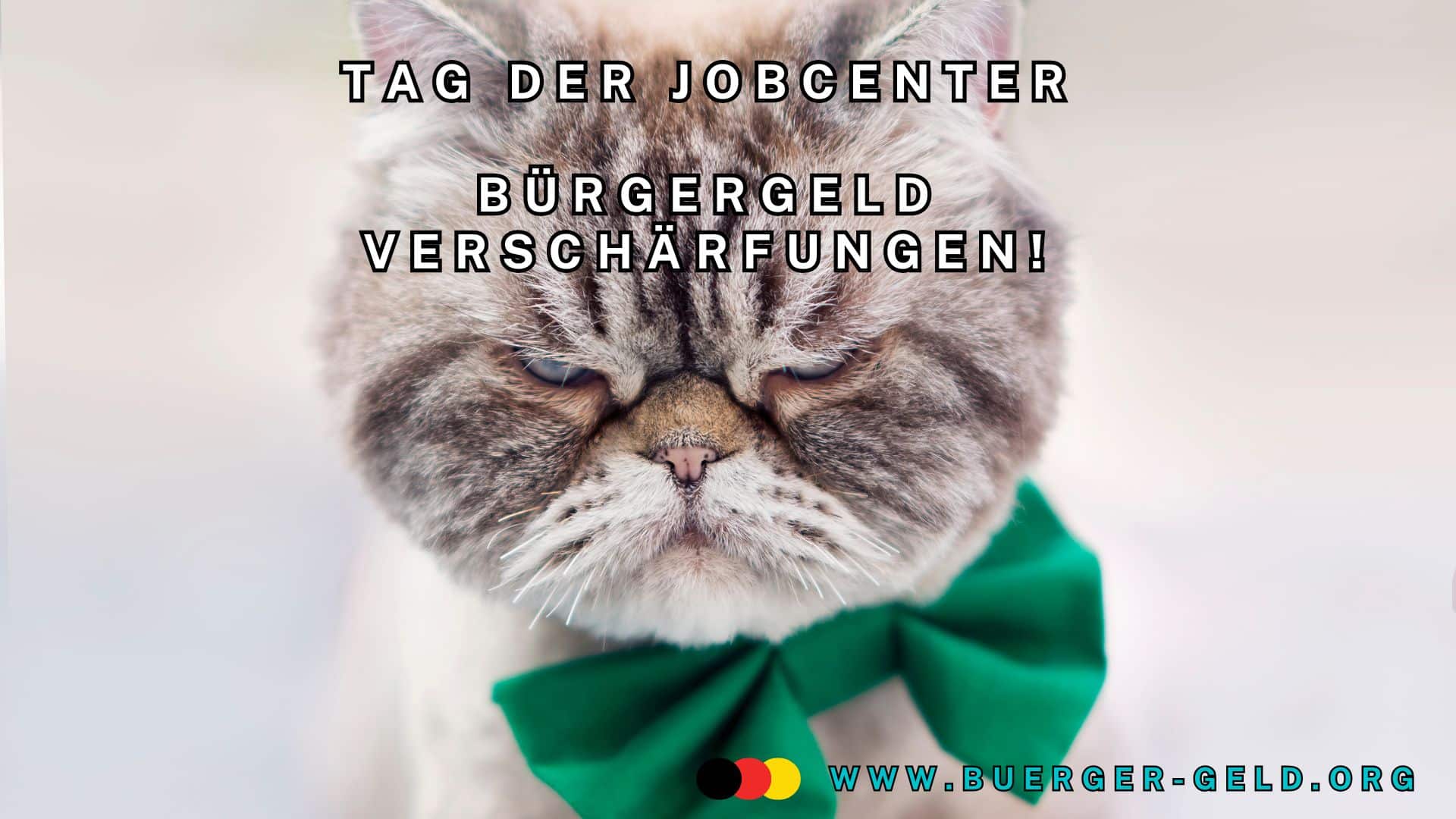 Katze mit ärgerlichem Gesicht und grüner Schleife