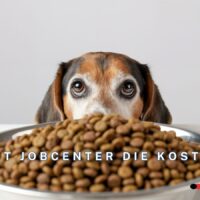 Faktencheck: Bürgergeld und Hund - Muss das Jobcenter die Kosten für Futter und Versicherung) wirklich übernehmen? 5 Jobcenter und Kosten für den Hund